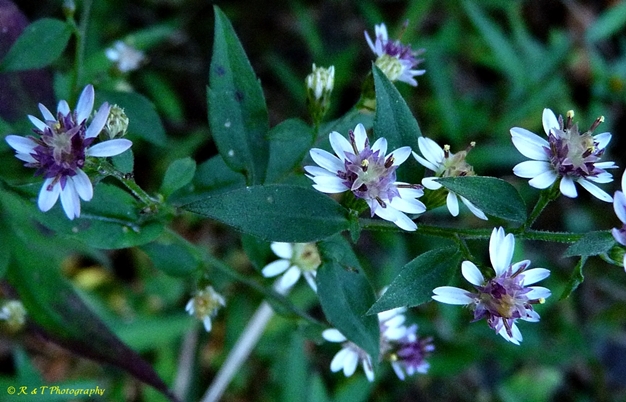 {Symphyotrichum lateriflorum}